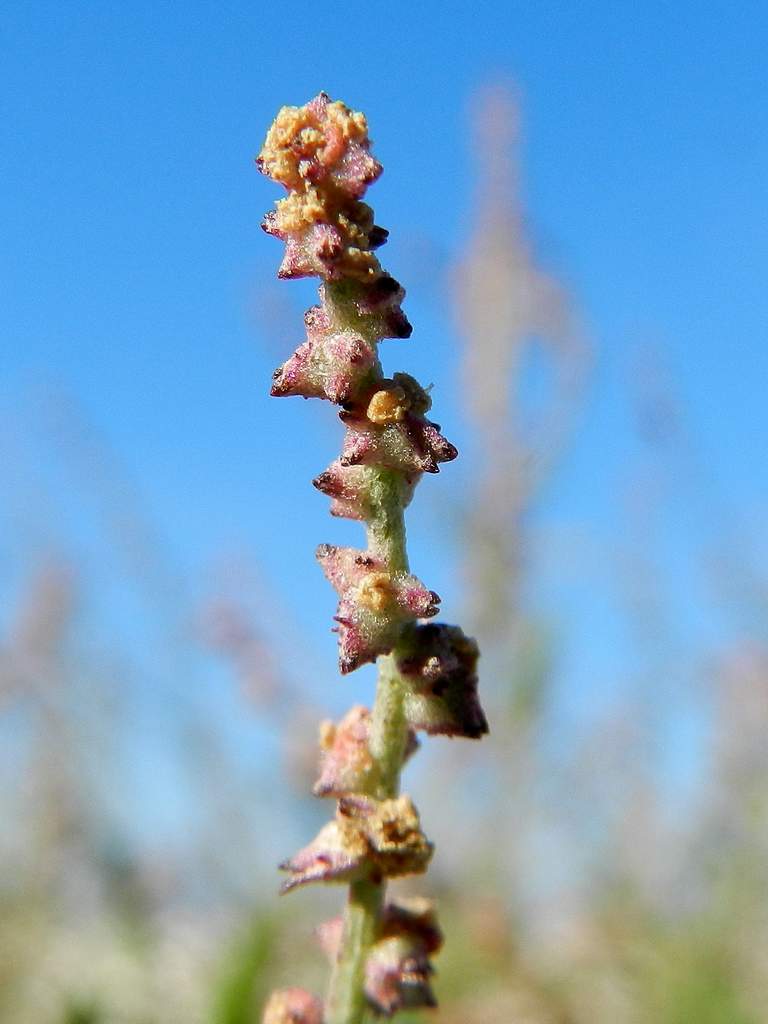 Atriplex sp. ?